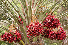 natumeyasi.jpg